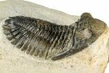 Detailed Hollardops Trilobite Fossil - Multi-Toned Preservation #351262-3